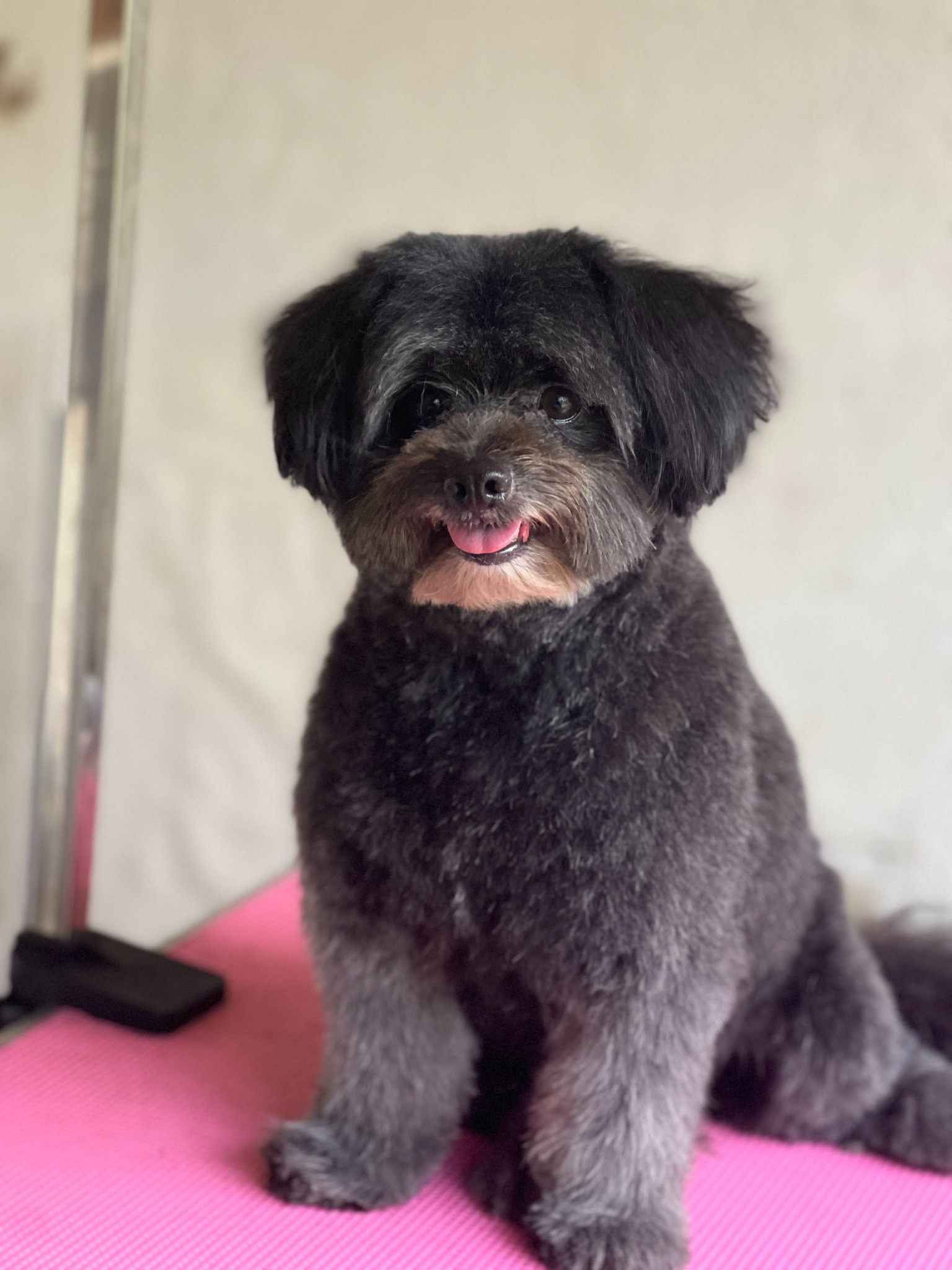 Black and tan pup freshly groomed on a pink grooming table