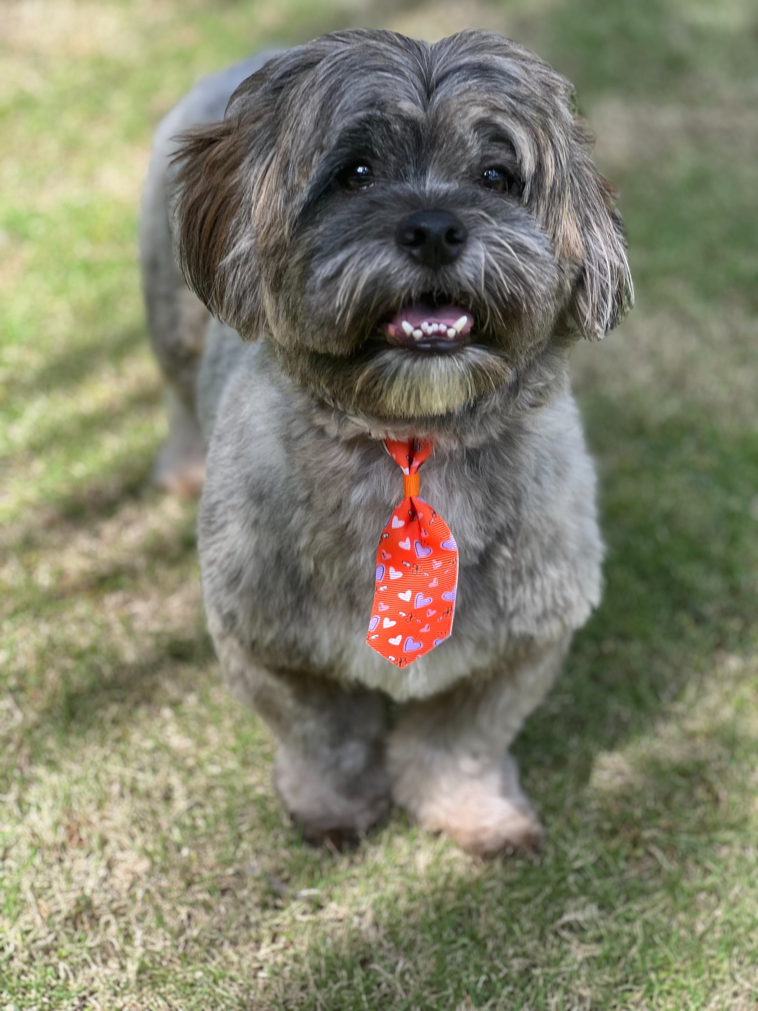 Grey and tan pup wearing a bright red tie after grooming