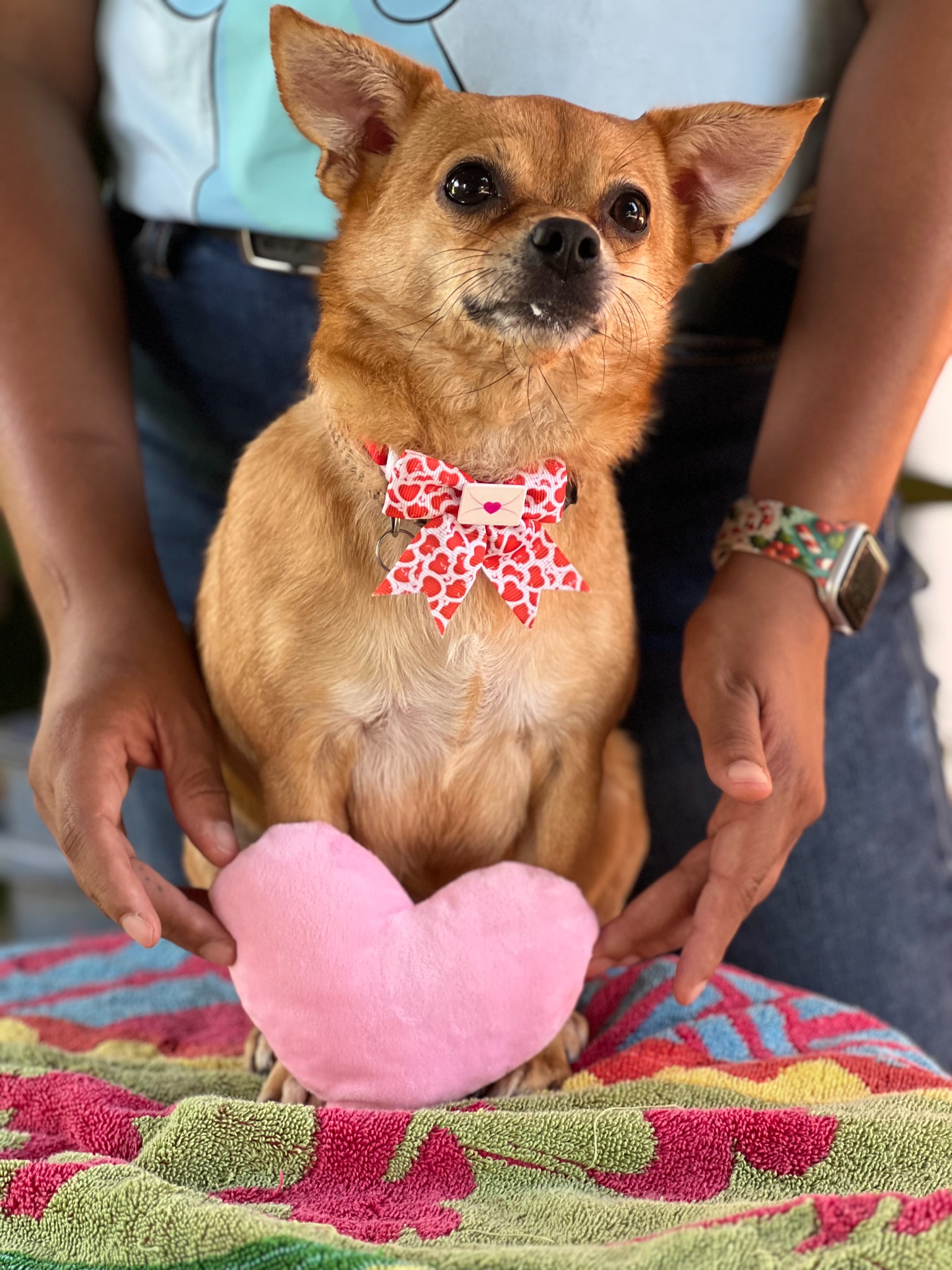 Little tan pup with a red patterned bow and pink heart prop